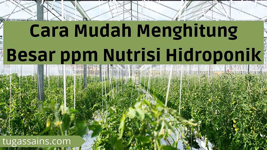 Cara Mudah Menghitung Besar ppm Nutrisi Hidroponik